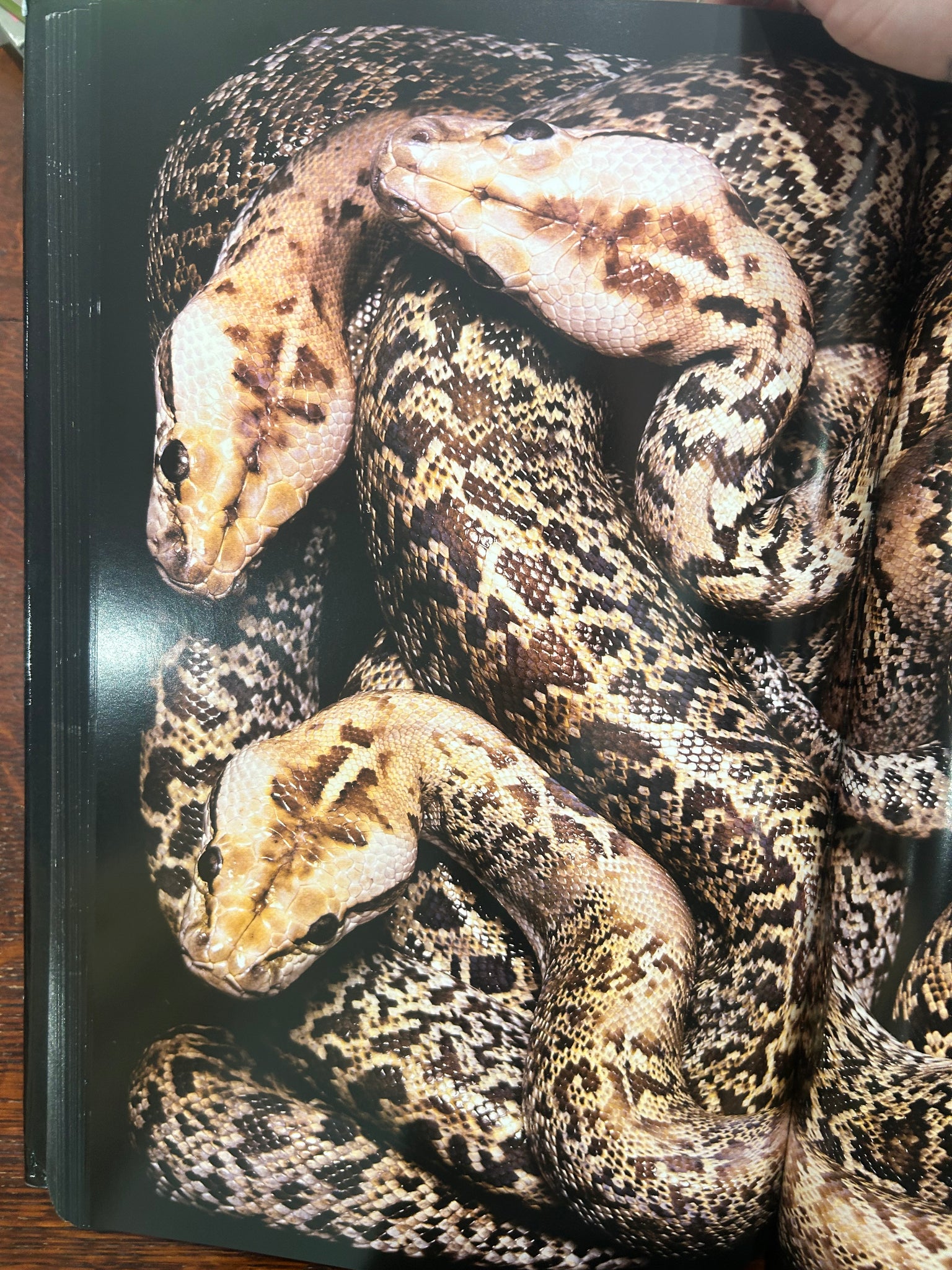 Serpens