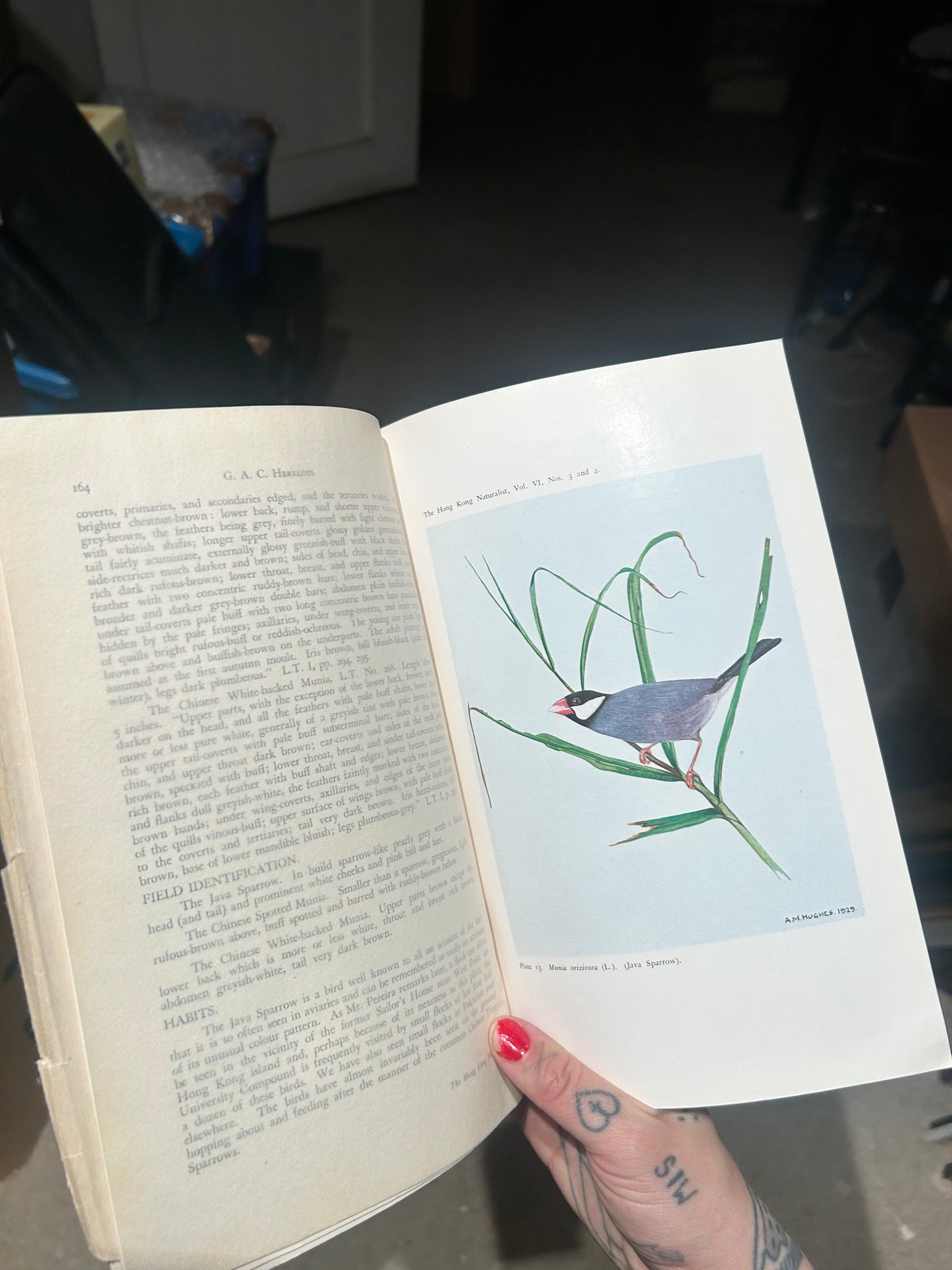 Hong kong naturalist